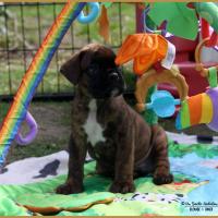 norton 41 J 30.05.17