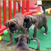 Norton & Nilho, 48 jours