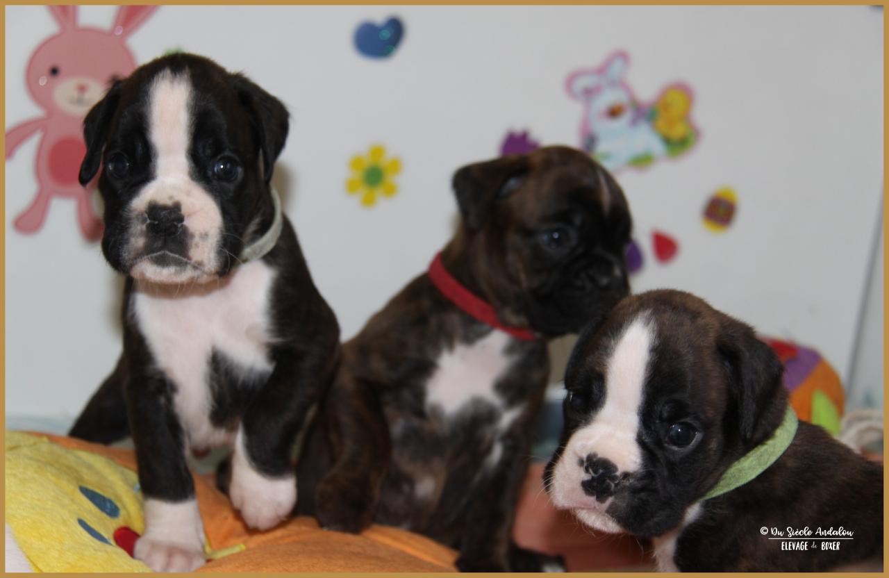 Nox, Nala & Newton 33 jours