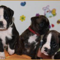 Nox, Nala & Newton 33 jours