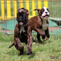 Nuts & Nero, 60 jours