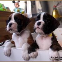 Nyl et Nemo, 43 jours