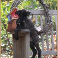 Oreo 69 Jours  23.09.18 