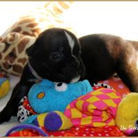 Oreo 29 jours 12.08.18 