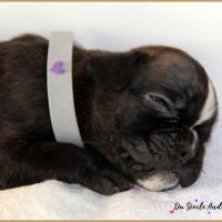 Oreo 29 jours 12.08.18 