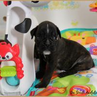 Oreo 38 jours 22.08.18 