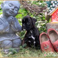 Oreo 52 Jours 04.09.18 