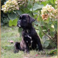 Oreo 52 Jours 04.09.18 