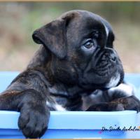 Oreo 52 Jours 04.09.18