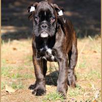 Oreo 75 jours 27.09.18 