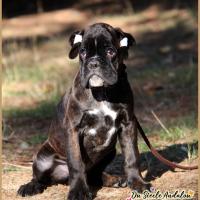 Oreo 75 jours 27.09.18