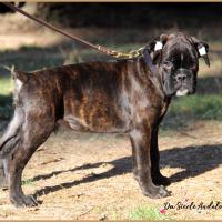 Oreo 75 jours 27.09.18 