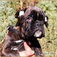 Oreo 75 jours 27.09.18 