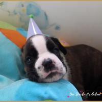 Otis, 1 mois 14.08.18 