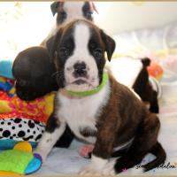 Otis, 29 jours 12.08.18 