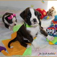 Otis, 29 jours 12.08.18 