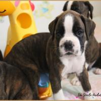 Otis 38 jours 22.08.18 