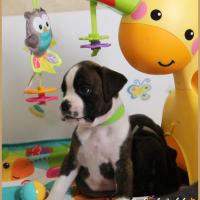 Otis 38 jours 22.08.18 