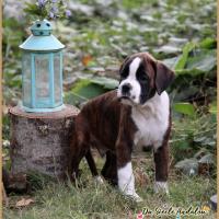 Otis 52 Jours 04.09.18