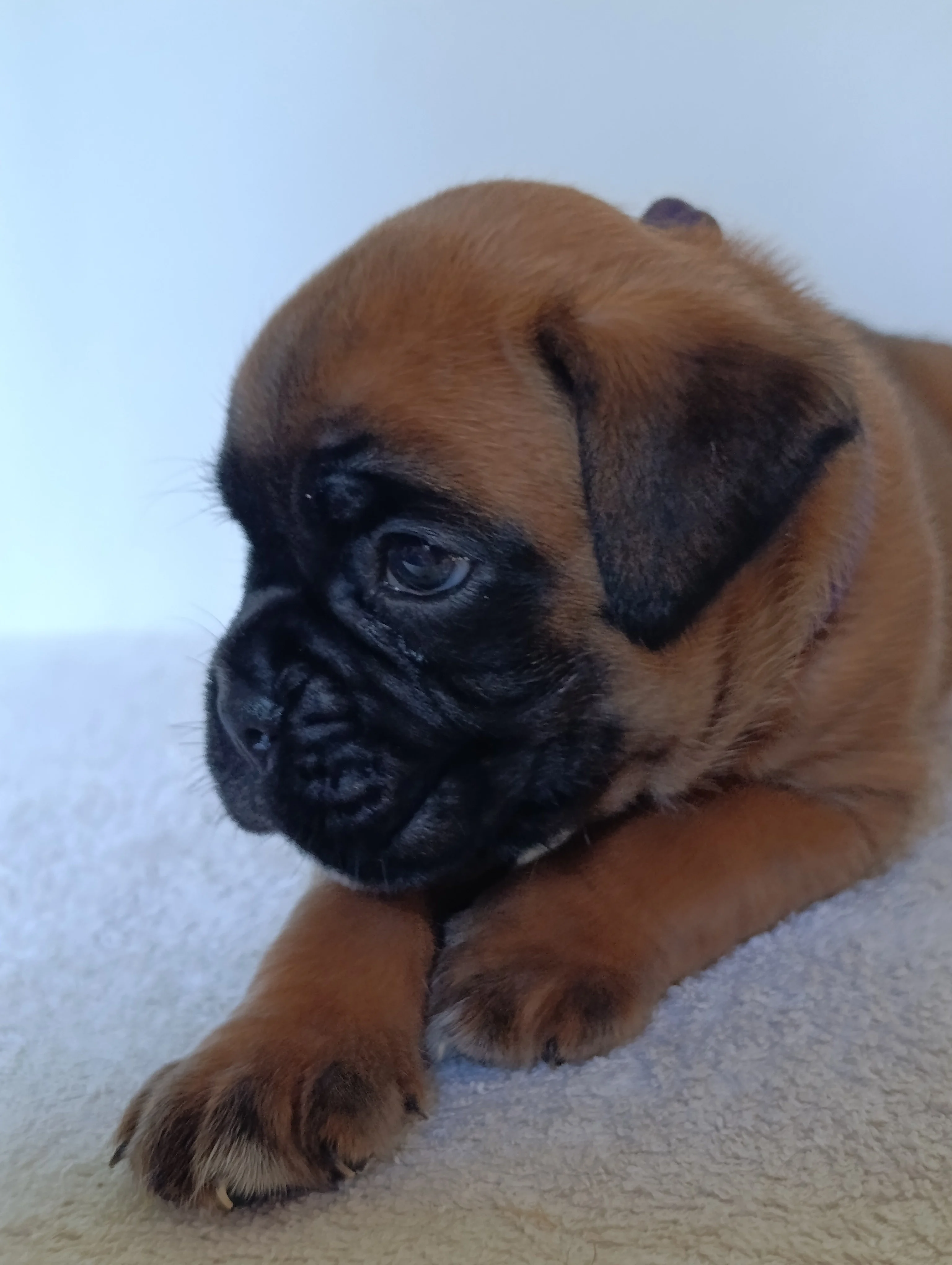 Bella dit Pablita 30 jours