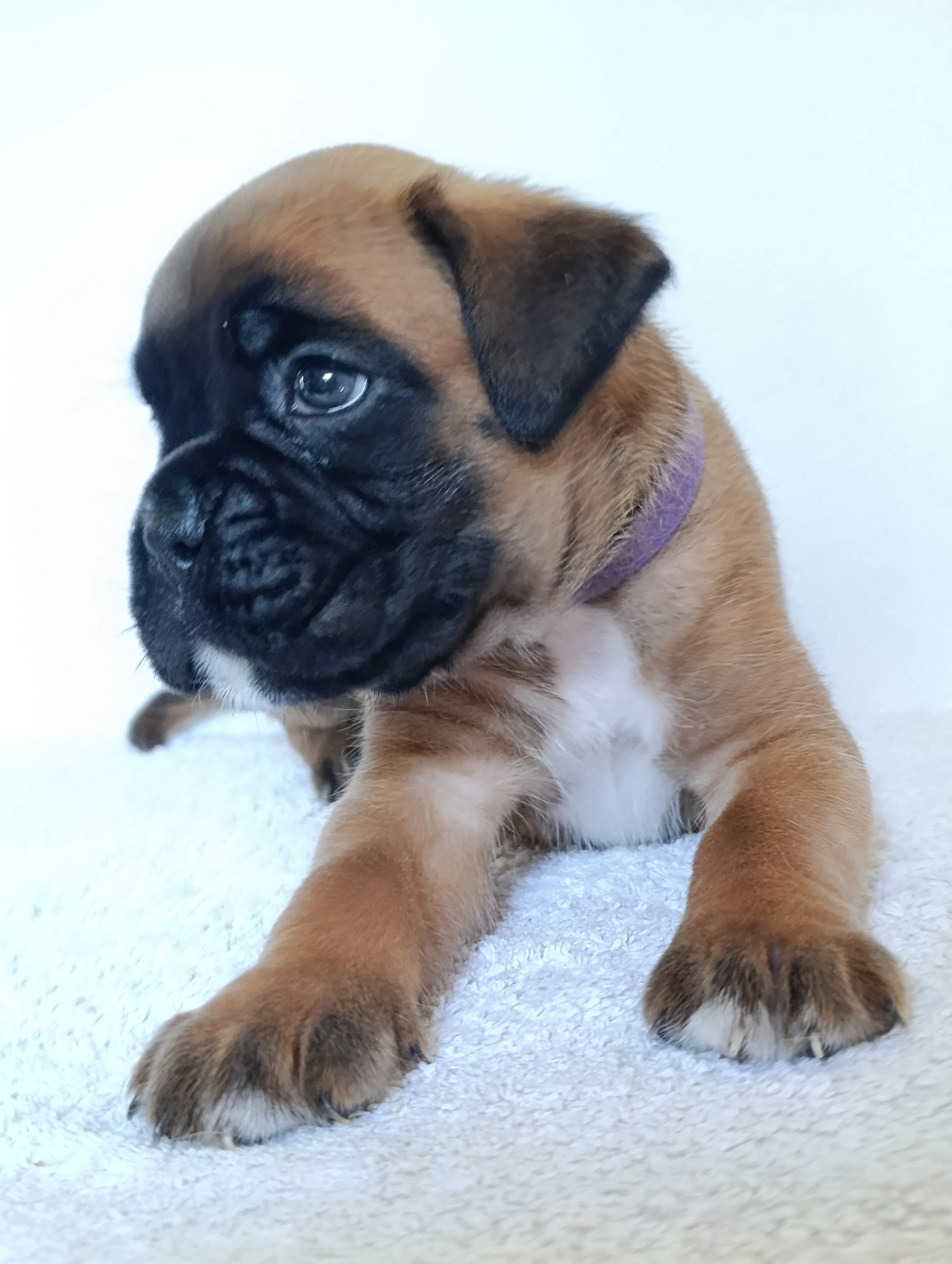 Bella dit Pablita 30 jours
