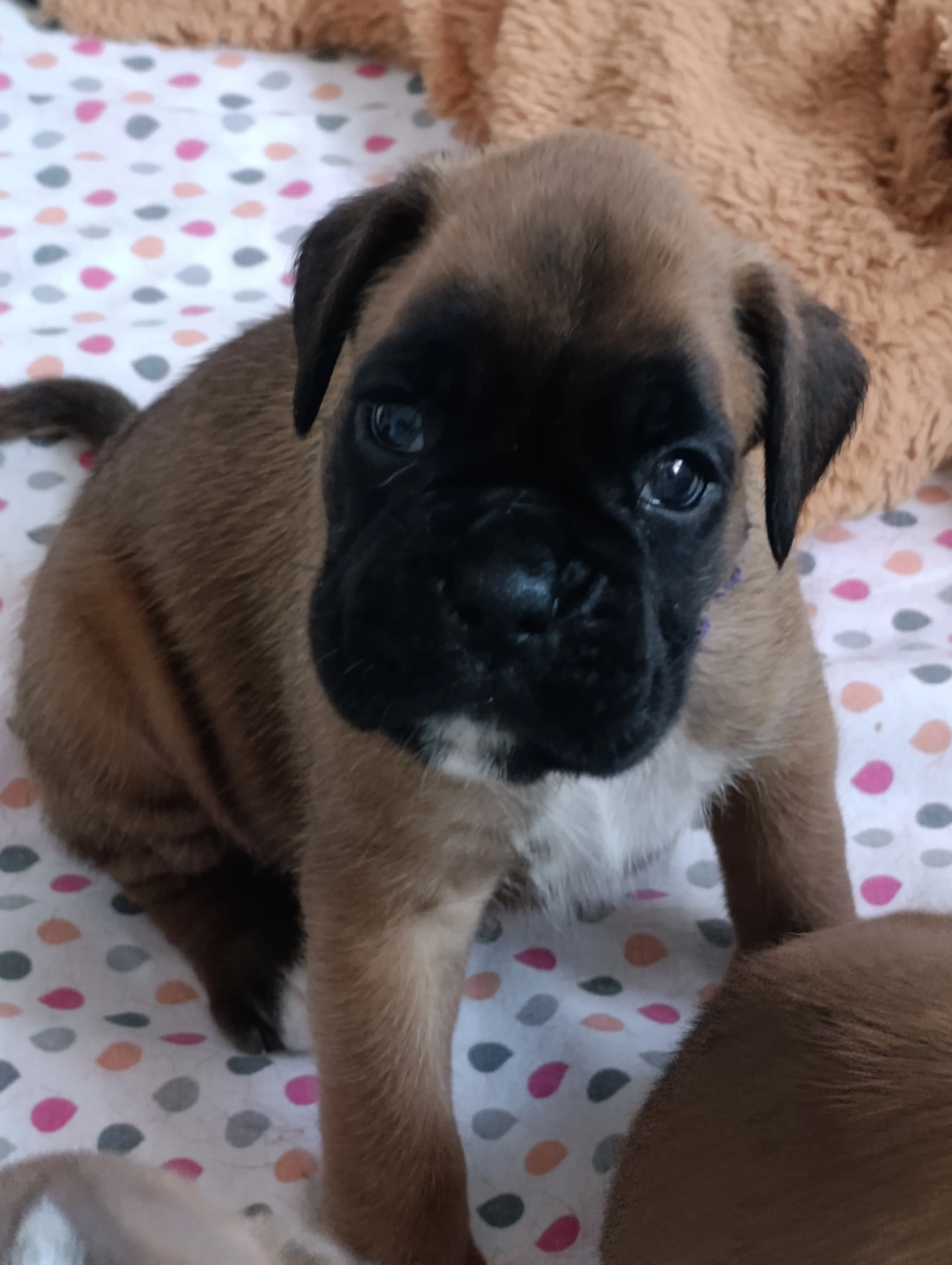 Bella dit Pablita 30 jours