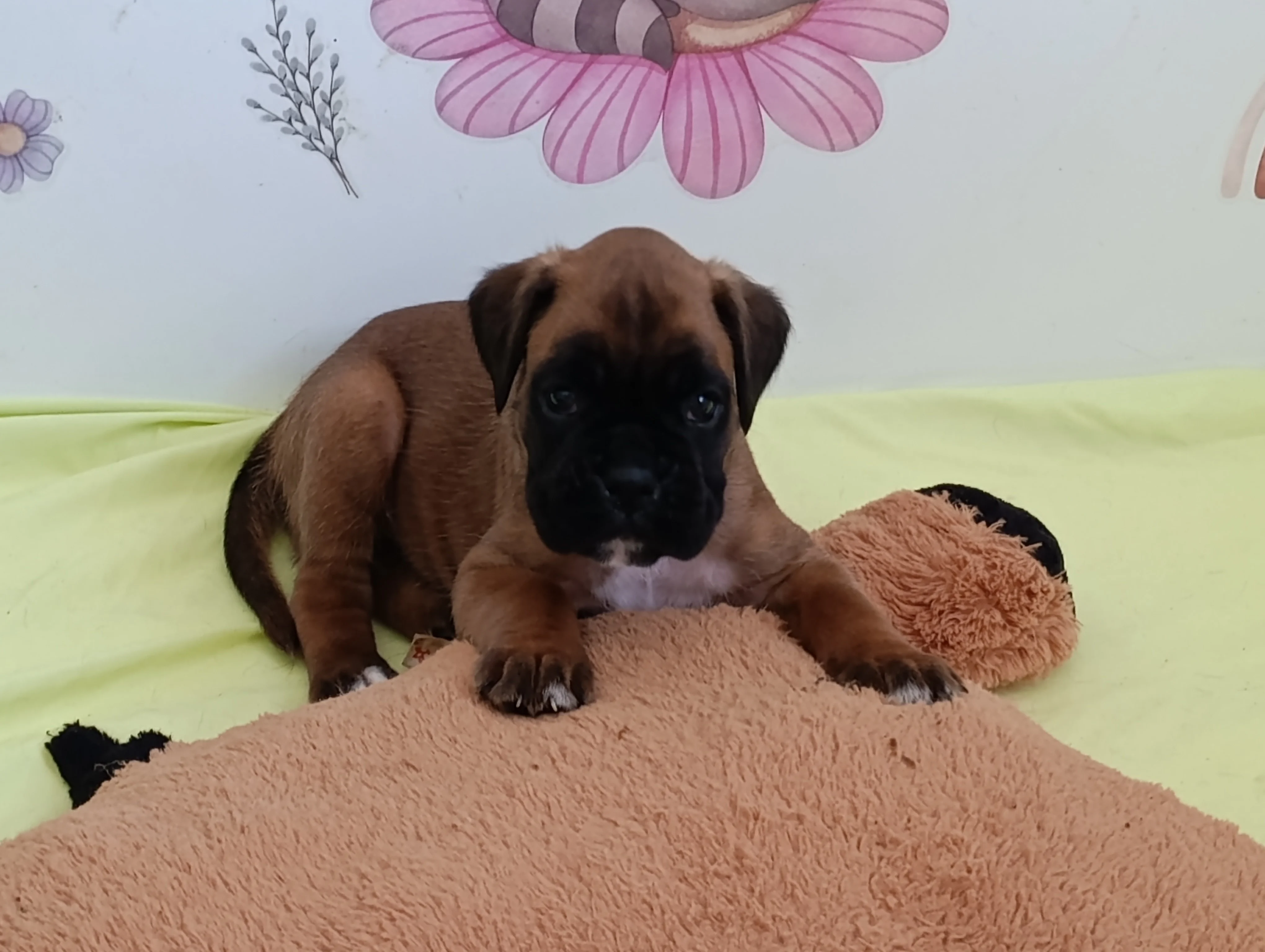 Bella dit Pablita 33 jours