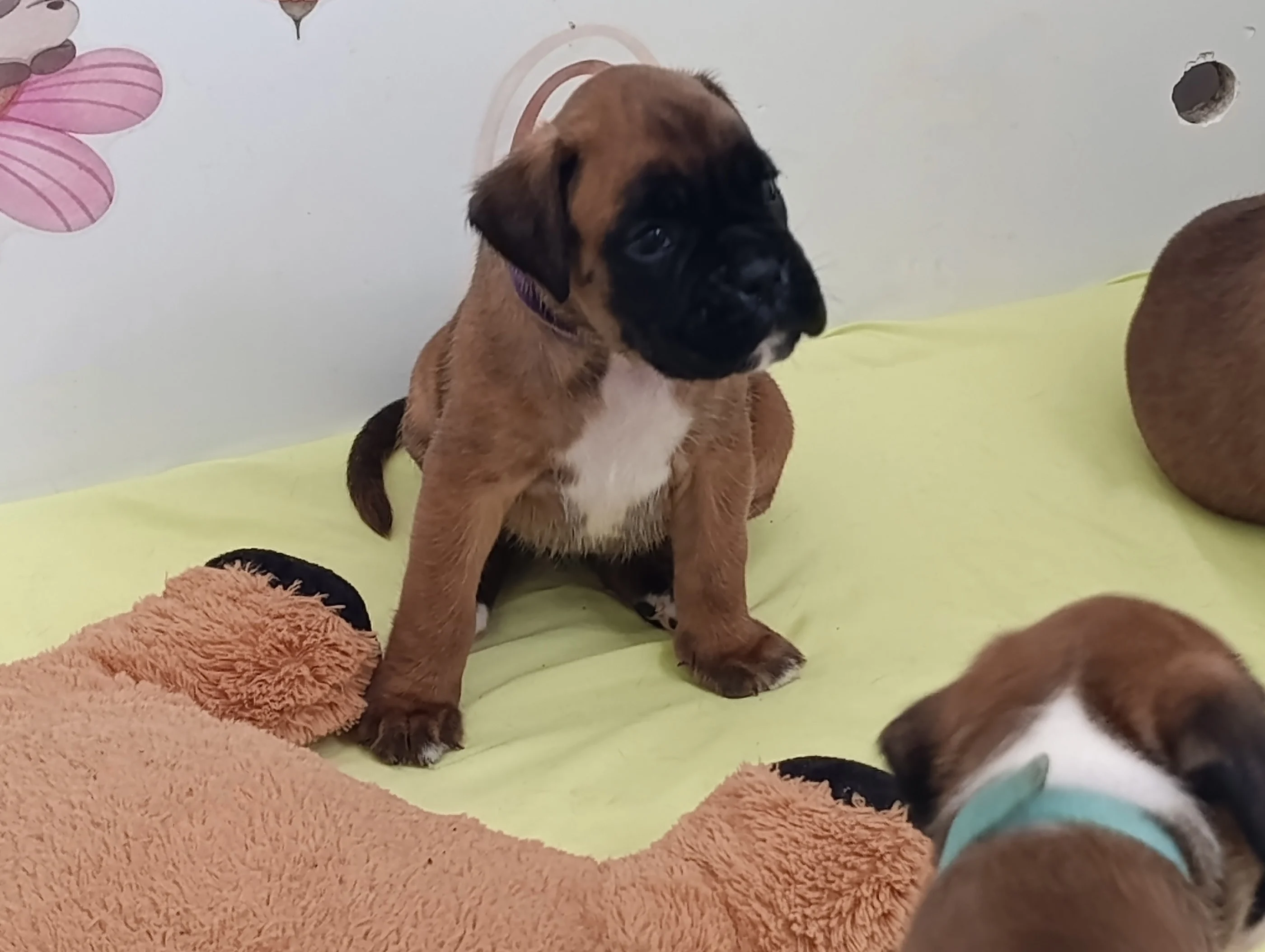 Bella dit Pablita 33 jours