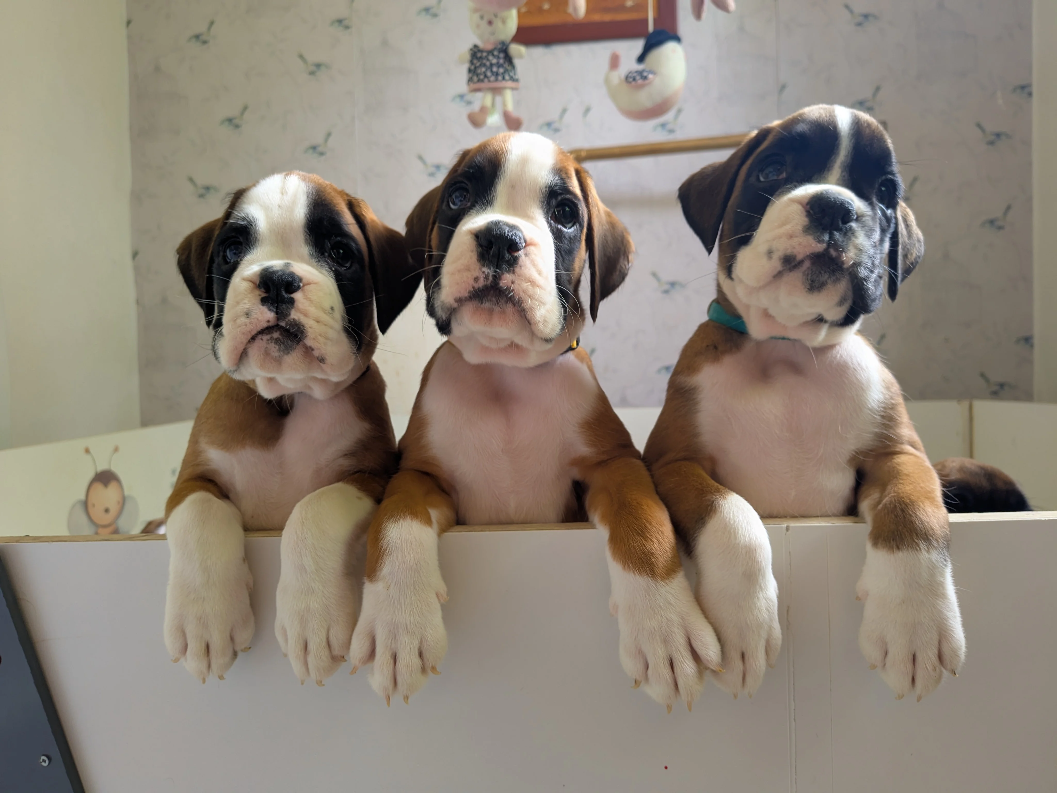 B'Isaure, Blue & Baïa , 47 jours