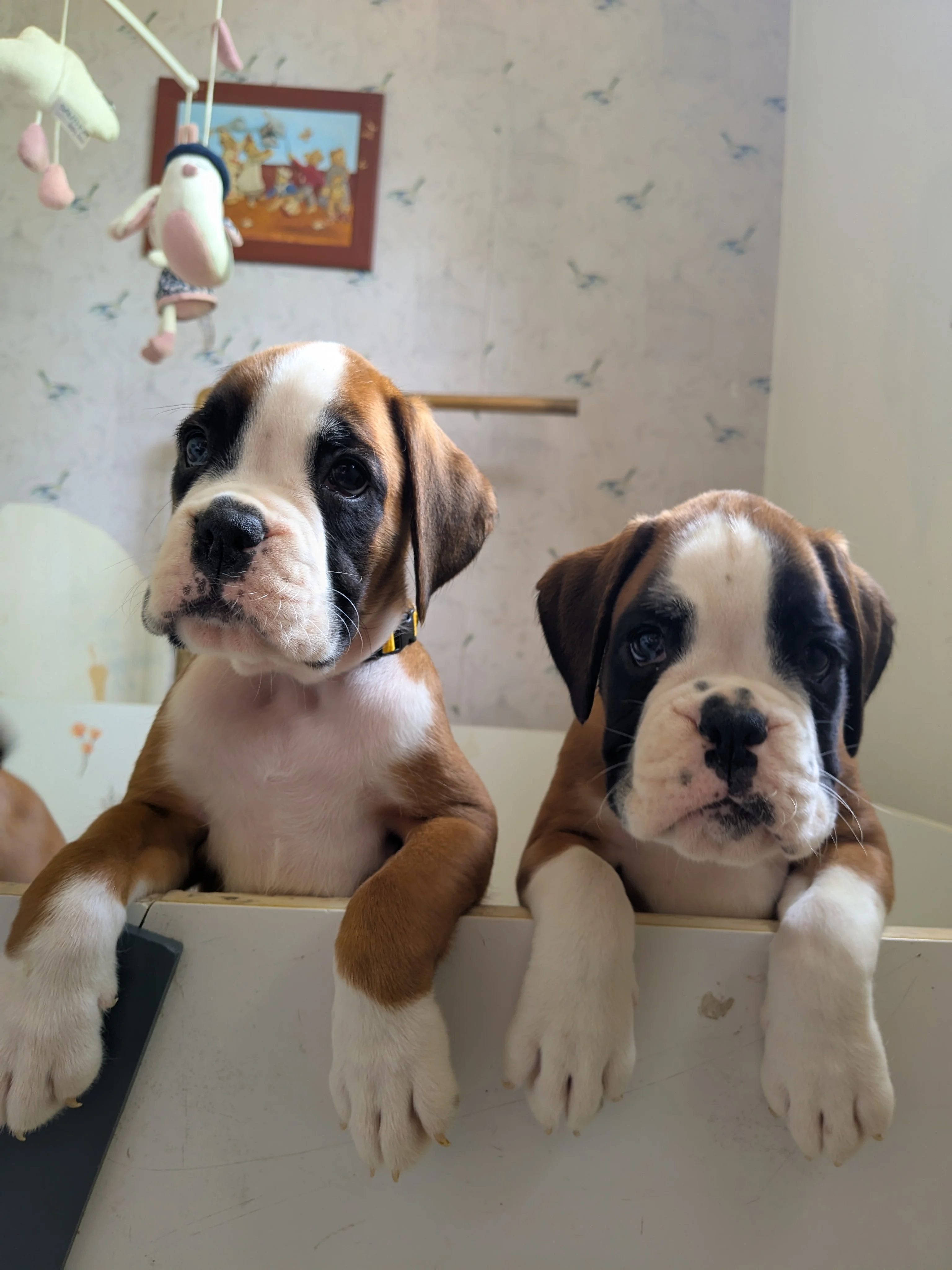 Blue & B'Isaure, 47 jours