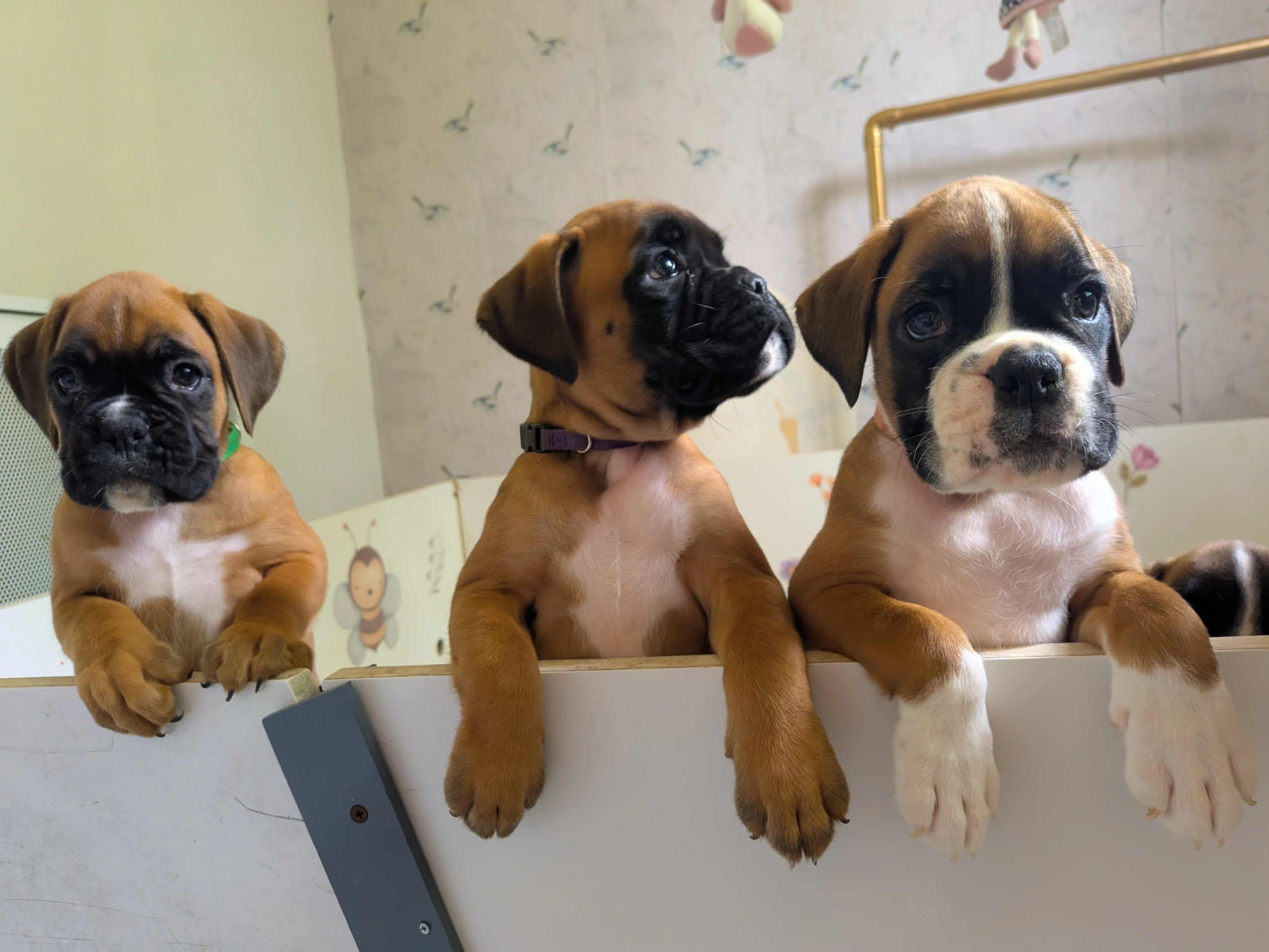 Brooklyn, Pablita & Beauty, 47 jours