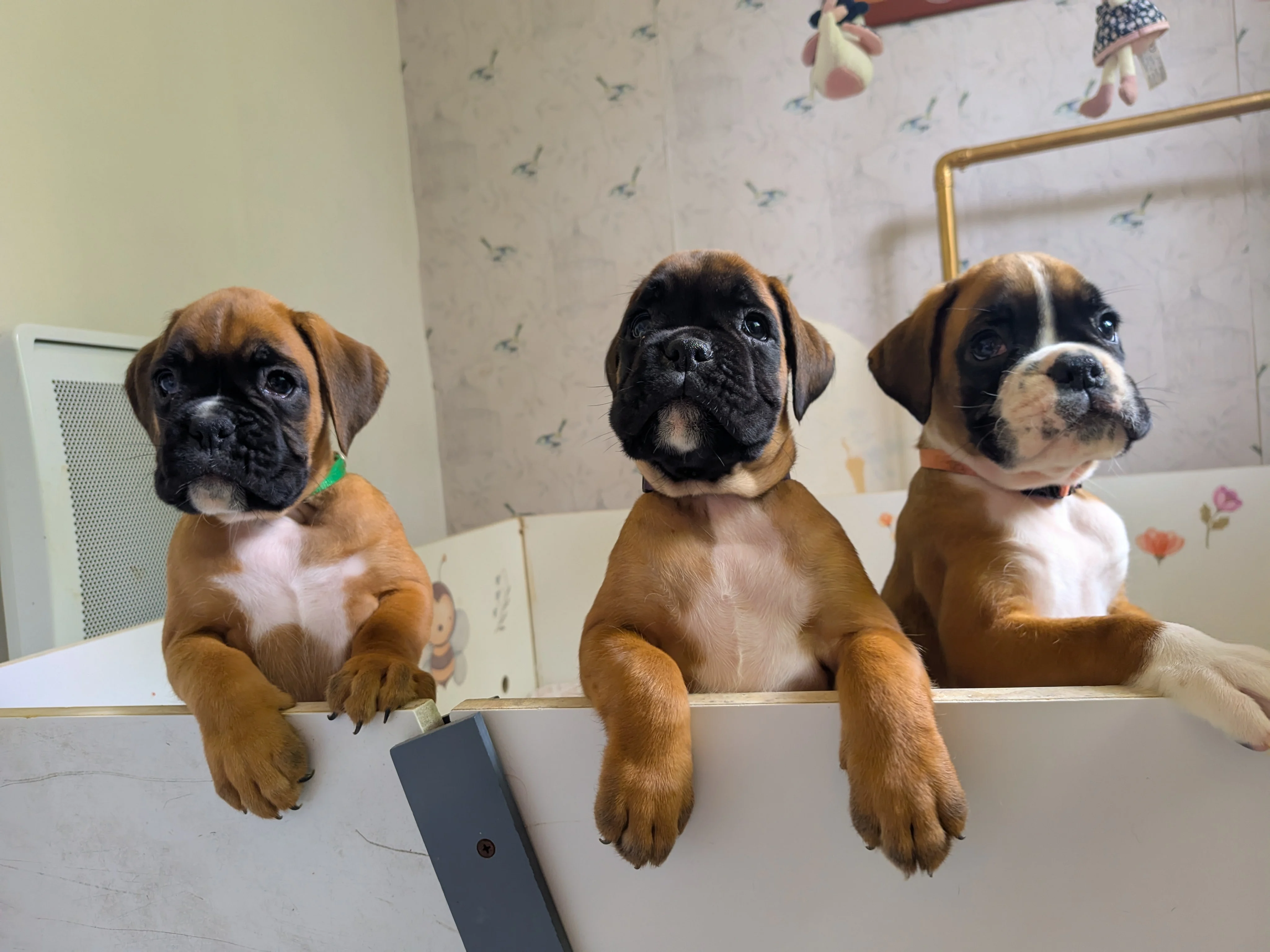 Brooklyn, Pablita & Beauty, 47 jours
