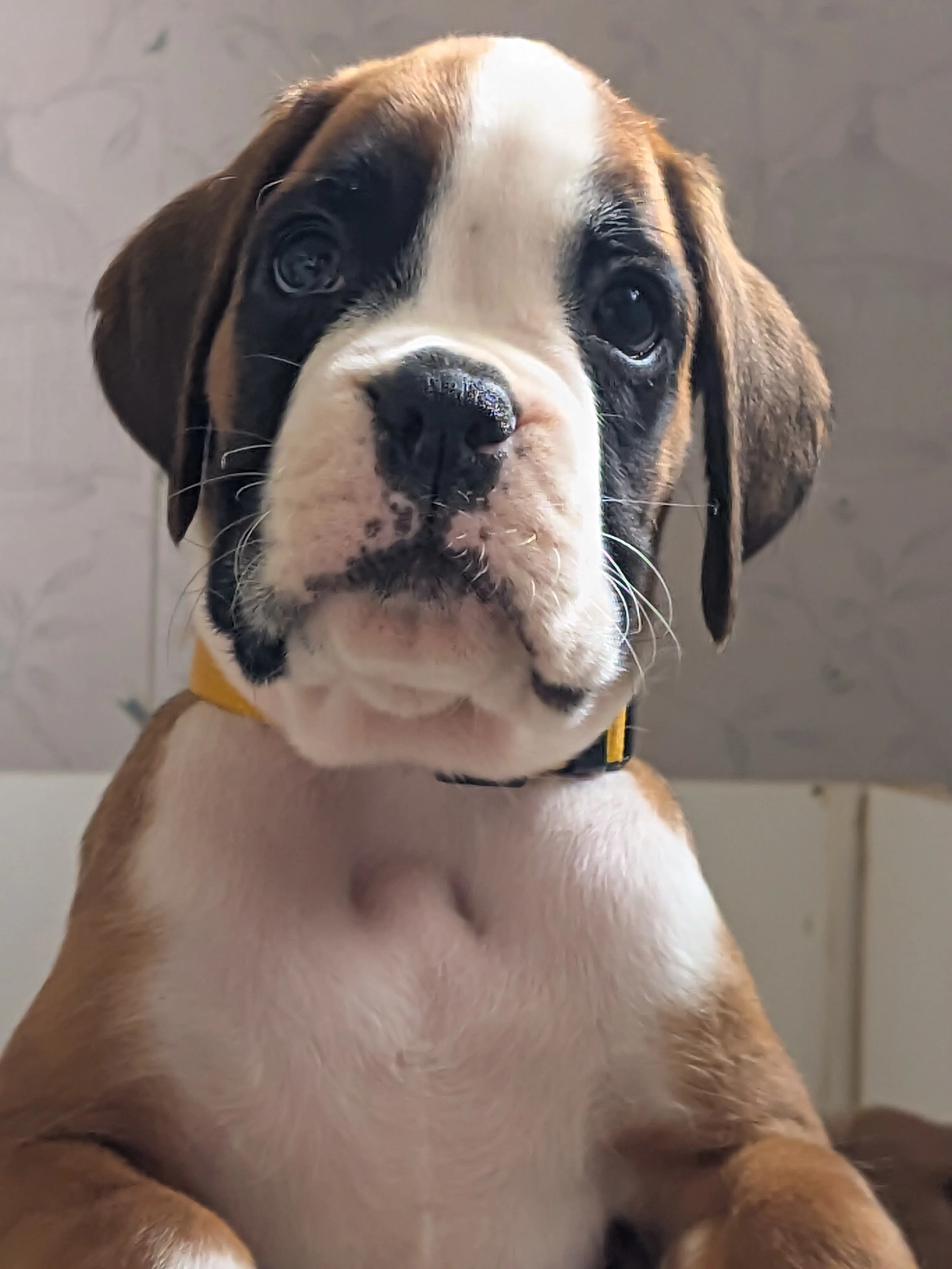Blue,  47 jours