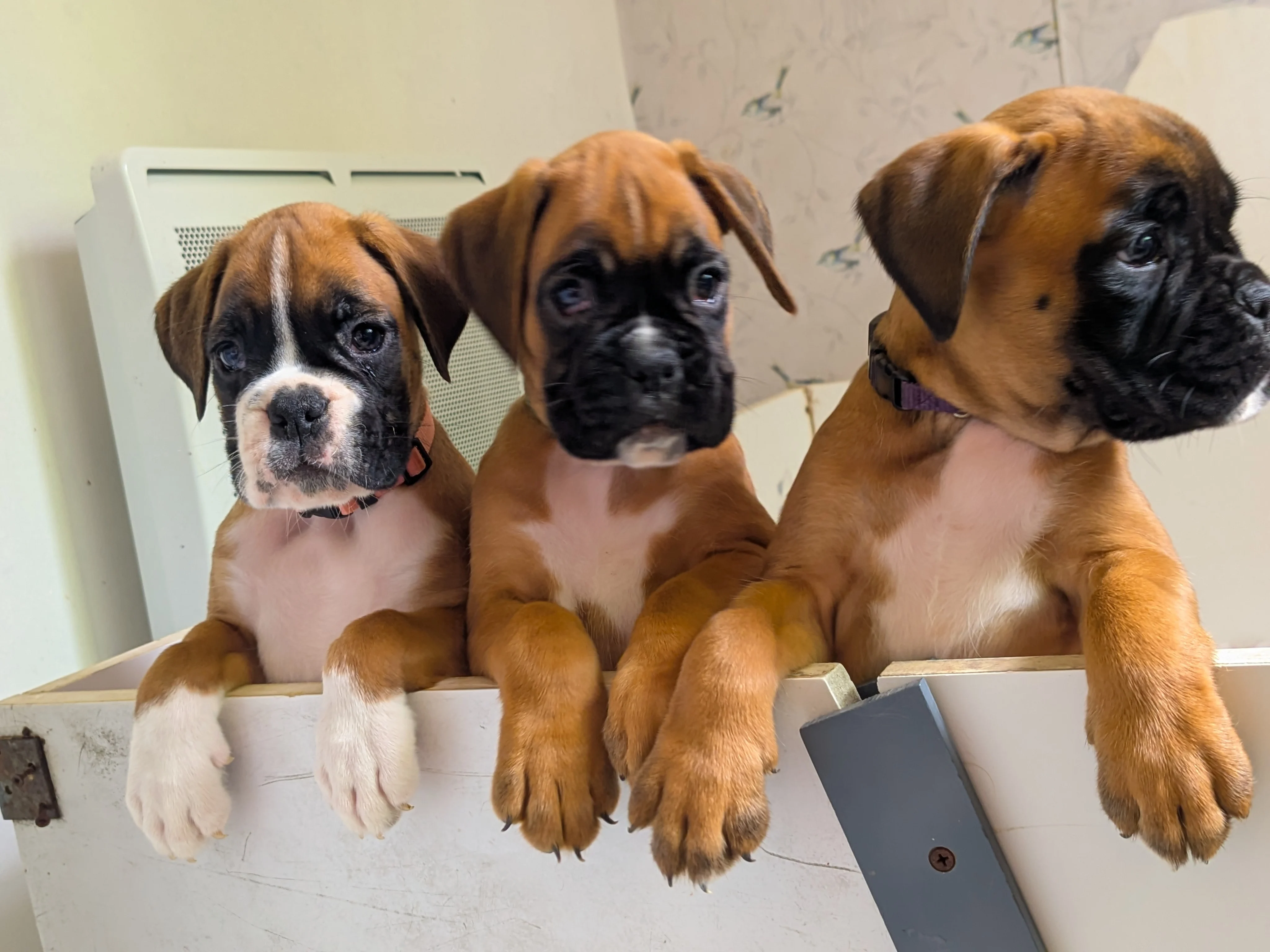 Beauty, Brooklyn & Pablita, 47 jours
