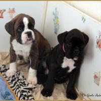 Renzo & R'Bailey 51 jours