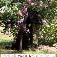 Riva de Kbrojo
