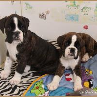 Rolex & Renzo 51 jours 