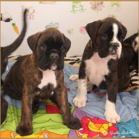 Rolf & Rolex 51 jours