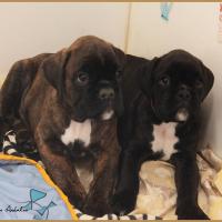 Rolf et R'Bailey 51 jours