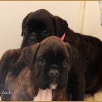 Rolf et R'Bailey 51 jours