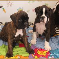 Rolf & Rolex 51 jours