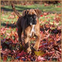 Scott, 2 mois et demi  (85J)