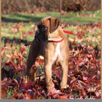 Scott, 2 mois et demi  (85J)