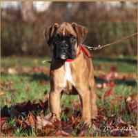 Scott, 2 mois et demi  (85J)