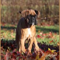 Scott, 2 mois et demi  (85J)