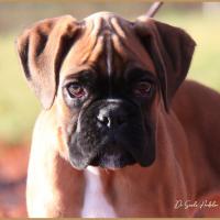 Scott, 2 mois et demi  (85J)