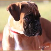 Scott, 2 mois et demi  (85J)