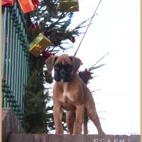 Scott, 2 mois et demi  (85J)