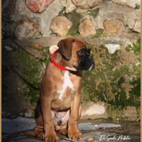 Scott, 2 mois et demi  (85J)