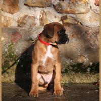 Scott, 2 mois et demi  (85J)